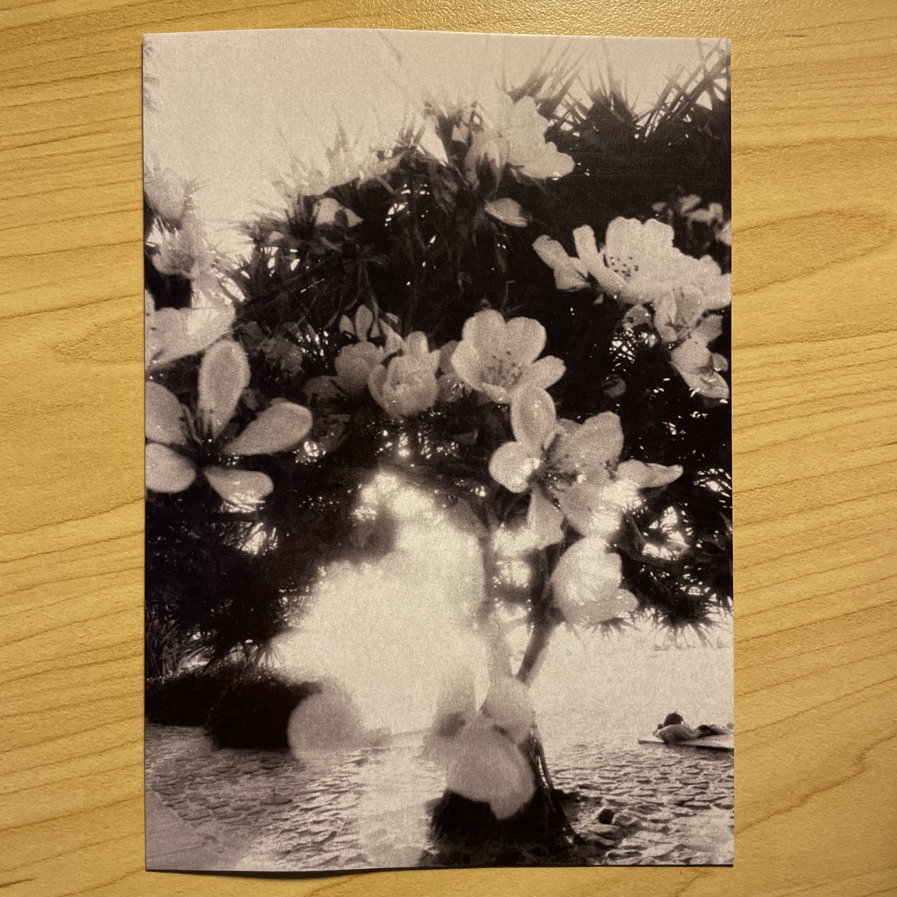 Postcard photo
